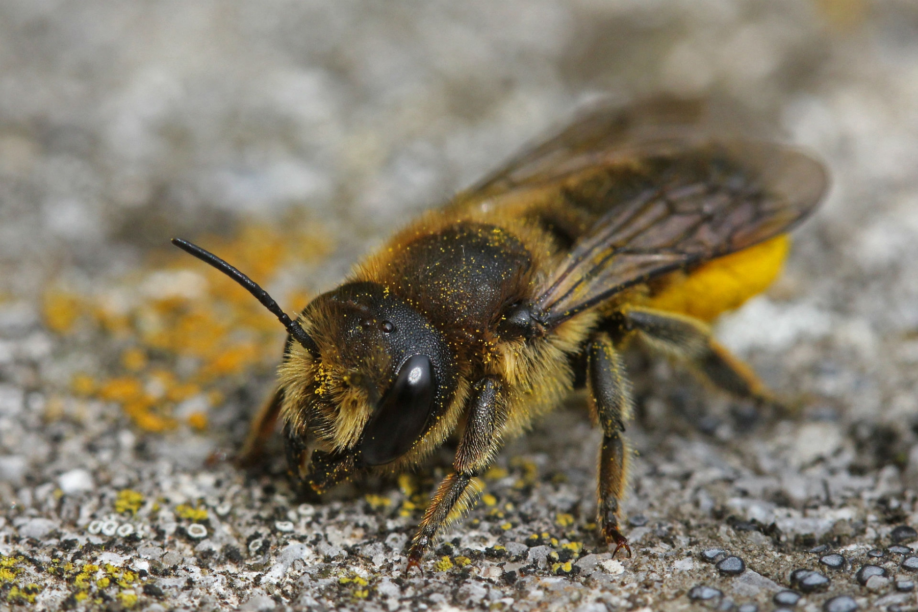 Wildbienenarten Deutschland summt!
